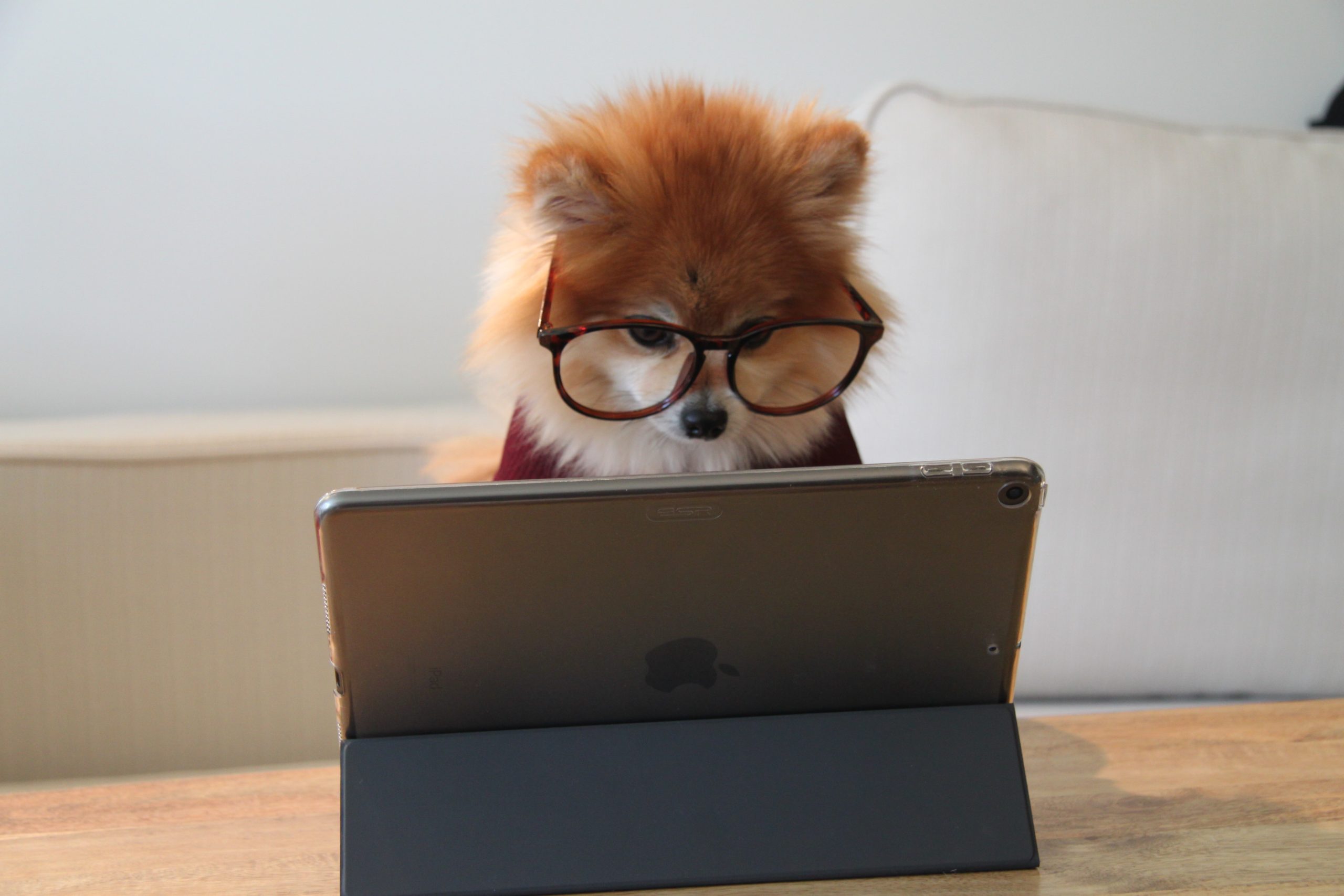 未経験からプログラマーになりたいために面接対策勉強中の犬